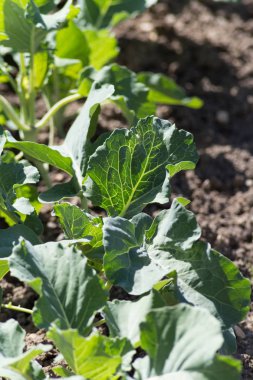 Haziran ayında Güney Almanya çok güneşli bir günde gördüğünüz sebze ve salata ve kırsal kesimde açık dünya üzerindeki çiçekler