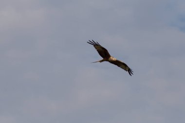 Haziran ayında Güney Almanya çok güneşli bir günde uçurtma kadar yüksek mavi yaz gökyüzünde görmek