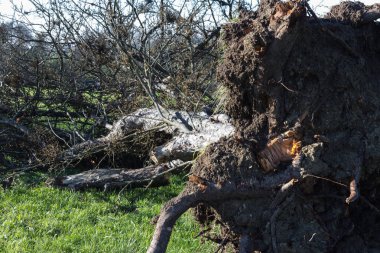 deadfallen ağaçlar ve Güney Almanya Münih şehri yakınlarında ve stuttgart mavi gökyüzü ile sonbahar kırsal manzara