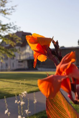 çiçekler ve ağaçlar şehirde Güney Almanya stuttgart yakınındaki yaz ay Ağustos, sabah güneş bir şehir park
