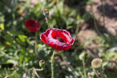Sen görmek detayları ve yazlık ülke çiftlik evinin Bahçe ambiyans çiçeklenir renkleri harika turuncu kırmızı ve pembe ve mavi renkler ile Haziran ayında Güney Almanya çok güneşli bir günde