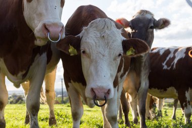 bir Eylül akşam gökyüzü günbatımı gökyüzü ve yeşil çim mavi renklerle stuttgart şehir yakınlarındaki Güney Almanya alanda bir sığır inek