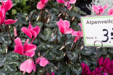 taze frost dayanıklı çiçekler Siklamen sokak piyasada sonbahar Ekim city stuttgart ve Münih yakınındaki güney Almanya kırsalında