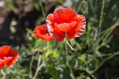 Sen görmek detayları ve yazlık ülke çiftlik evinin Bahçe ambiyans çiçeklenir renkleri harika turuncu kırmızı ve pembe ve mavi renkler ile Haziran ayında Güney Almanya çok güneşli bir günde