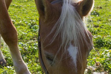 yeşil alan kırsal kırsal paddock, Güney Almanya'da Eylül güneşli gün Haflinger ata