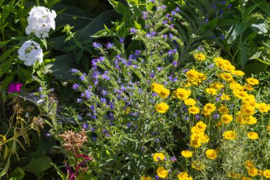 Sen görmek detayları ve çiftlik evinin Bahçe ambiente yazlık ülke çiçek renkleri harika turuncu kırmızı ve pembe ve mavi renkler ile Haziran ayında Güney Almanya çok güneşli bir günde