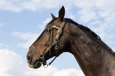 yeşil çim ve Güney Almanya kırsal kırsal mavi gökyüzü ile bir padok, kahverengi at