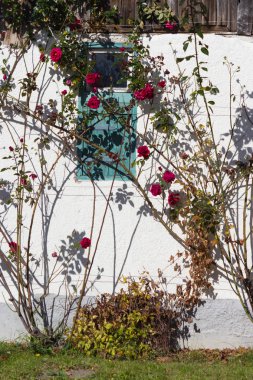 Açık mavi gökyüzü ve sıcak bir gün ile Güney Alman kırsal pastırma yazı Ekim ay üzerinde gül bahçesi ile çatı çiftlik evi