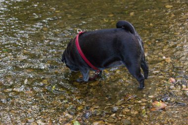 bira bahçesi ve park Güney Almanya tatil gezisinde adlandırılmış adelheid Almanca Pug mops