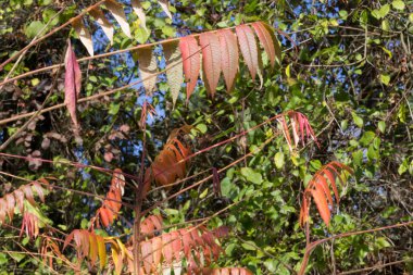 bitkilerin yaprak ve meyveleri sonbahar renkleri güzel güneşli bir Münih ve stuttgart yakınlarındaki Güney Almanya kırsal alanda mavi gökyüzü ile
