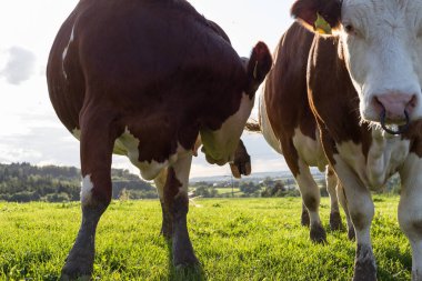 bir Eylül akşam gökyüzü günbatımı gökyüzü ve yeşil çim mavi renklerle stuttgart şehir yakınlarındaki Güney Almanya alanda bir sığır inek