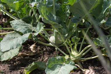yakın bir yazlık bahçesinde meyve bitkiler güneşli bir Temmuz gününde Güney Almanya Münih şehri yakınlarında ve stuttgart bakmak