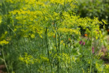 Sen görmek detayları ve çiftlik evinin Bahçe ambiente yazlık ülke çiçek renkleri harika turuncu kırmızı ve pembe ve mavi renkler ile Haziran ayında Güney Almanya çok güneşli bir günde