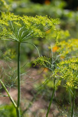 Sen görmek detayları ve çiftlik evinin Bahçe ambiente yazlık ülke çiçek renkleri harika turuncu kırmızı ve pembe ve mavi renkler ile Haziran ayında Güney Almanya çok güneşli bir günde