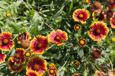 Sen görmek detayları ve yazlık ülke çiftlik evinin Bahçe ambiyans çiçeklenir renkleri harika turuncu kırmızı ve pembe ve mavi renkler ile Haziran ayında Güney Almanya çok güneşli bir günde