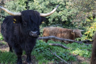 stuttgart yakınındaki Güney Almanya'da longhorn hayvanlar üzerinde yeşil bir alana ağaçları ile görmek ve Ekim güneş sıcak