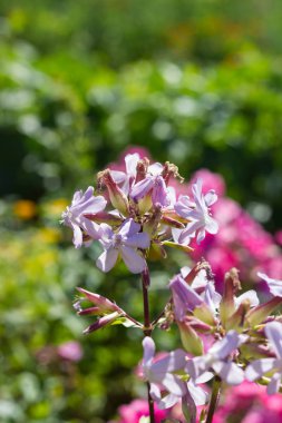 Sen görmek detayları ve yazlık ülke çiçek çiftlik evinin Bahçe ambiyans içinde renk sarı turuncu kırmızı ve pembe ve mavi renkleri ile Haziran ayında Güney Almanya çok güneşli bir günde