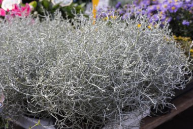 piyasada bir sokak sonbahar Ekim city stuttgart ve Münih yakınındaki güney Almanya kırsalında taze frost dayanıklı çiçekler