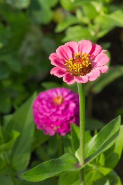 çok güneşli Güney Almanya'da Temmuzda çiğ sarı turuncu kırmızı zemin üzerine aşırı renkli çiçeklere bakın