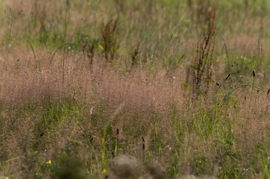 Haziran ayında Güney Almanya çok güneşli bir günde gül ve pembe mor colord çim alan Mısır arka planda önce ayrıntılı görmek