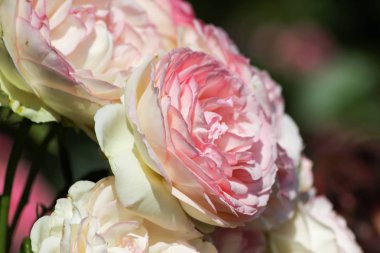 roseplants yaşlı ağaçları özel güzel renkleri