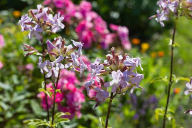 Sen görmek detayları ve yazlık ülke çiçek çiftlik evinin Bahçe ambiyans içinde renk sarı turuncu kırmızı ve pembe ve mavi renkleri ile Haziran ayında Güney Almanya çok güneşli bir günde