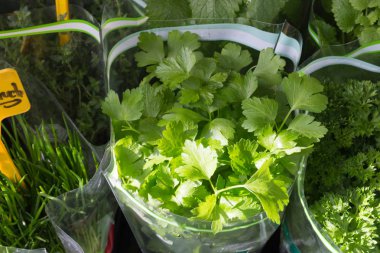 Güney Almanya sonbahar Ekim yerel haftalık piyasada otlar