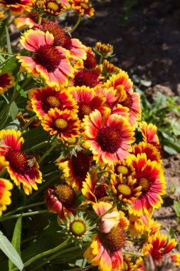 Sen görmek detayları ve çiftlik evinin Bahçe ambiente yazlık ülke çiçek renkleri harika turuncu kırmızı ve pembe ve mavi renkler ile Haziran ayında Güney Almanya çok güneşli bir günde