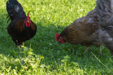 Güney Almanya'da Temmuz ayında çok güneşli bir günde tavuk erkek ve dişi yeşil ot ve çalılar arkasında koşturup siyah ve kahverengi ve gri renkte görmek