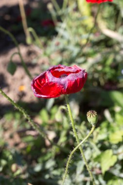 Sen görmek detayları ve yazlık ülke çiftlik evinin Bahçe ambiyans çiçeklenir renkleri harika turuncu kırmızı ve pembe ve mavi renkler ile Haziran ayında Güney Almanya çok güneşli bir günde