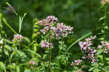 çiçeği güçlü renkler ve her çiçek çiçek Güney Alman kayın ormanı atmosferin koyu arka plan ayrı fark