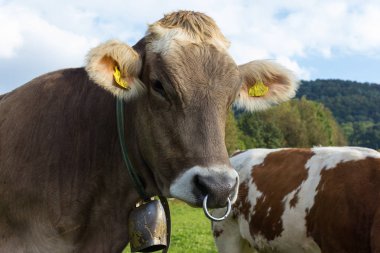 Bavyera tarzı inek yeşil alan ve Güney Almanya Münih ve stuttgart yakınındaki kırsal kırsal mavi gökyüzünde