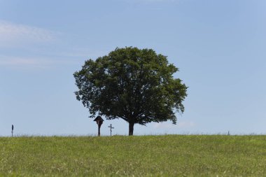 Gökyüzünde etkileyici bulutlar ile yeşil ağaç