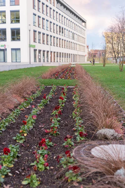 Bäume Blumen Und Gebäude Rund Einen Stadtpark November Herbst Einer — Stockfoto