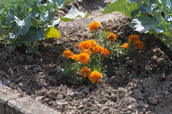 Flores Jardim Casa Campo Julho Verão Dia Ensolarado Sul Alemanha — Fotografia de Stock