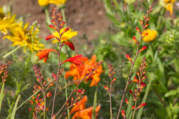 月に南ドイツの非常に晴れた日に 黄色オレンジ赤の背景に朝露で極端な色とりどりの花を参照してください — ストック写真