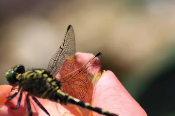 Kleurrijke Rozen Met Groen Gekleurde Dragonfly — Stockfoto