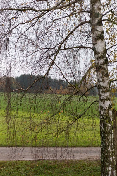 Neblige Herbstbäume Und Blätter Süddeutschen Raum Mit Grünem Rasen Und — Stockfoto