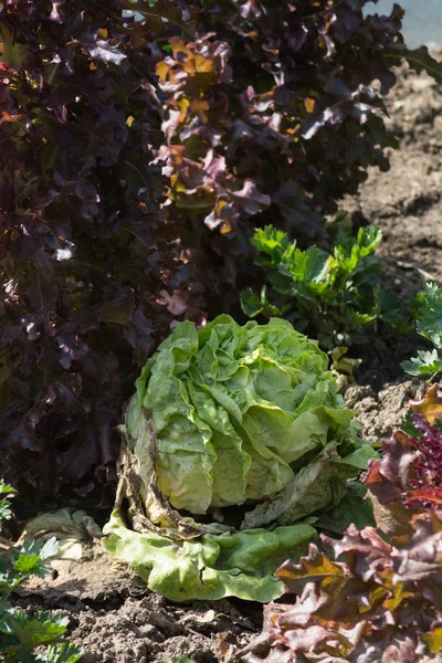 vegetable plants on a cottage garden on a sunny july day in south germany near city of munich and stuttgart