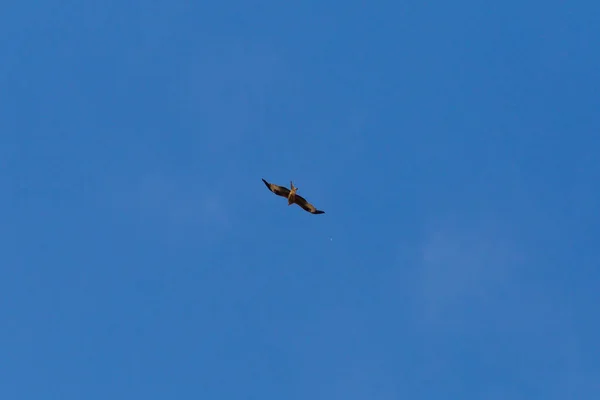 Pájaro Presa Como Pareja Verano Cielo Azul Sur Alemania Verano —  Fotos de Stock