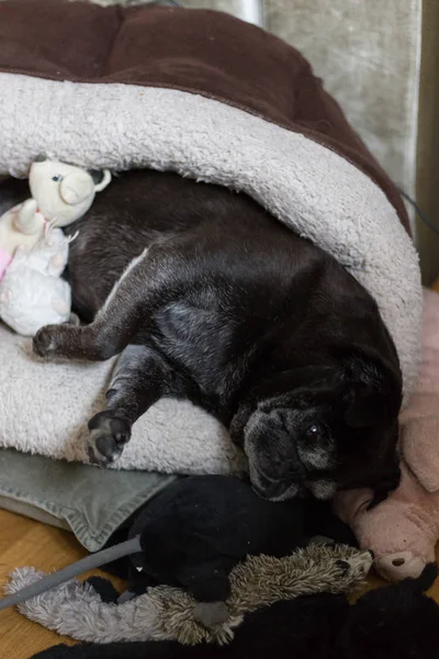 Preto Pug Esfregonas Nomeado Adelheid Dormindo Pet Bed Sul Alemanha — Fotografia de Stock