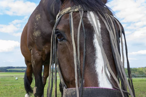 Cavallo Bruno Recinto Con Prato Verde Cielo Blu Nel Sud — Foto Stock