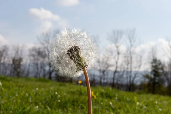 dandelion in november autumn lawn under blue sky and warm sunshine in south germany landscape near cities of munich and stuttgart