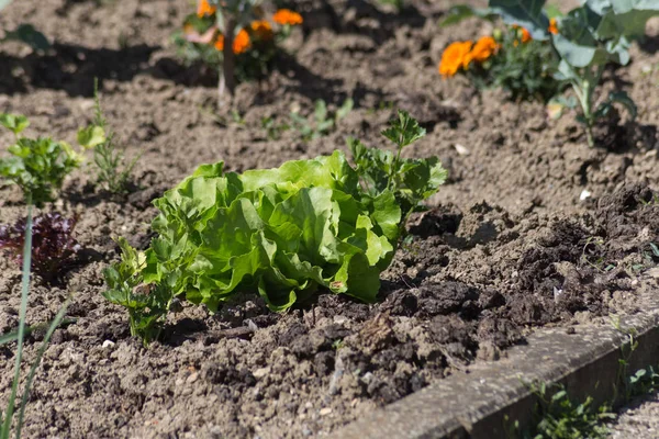 南ドイツで 月に非常に晴れた日に野菜サラダと田舎で屋外地球上の花が表示します — ストック写真