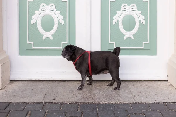 Fregonas Pug Negro Llamado Adelheid Caminar Alrededor Parque Histórico Rokoko — Foto de Stock