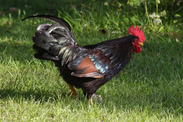 Dia Muito Ensolarado Julho Alemanha Sul Você Galinhas Macho Fêmea — Fotografia de Stock