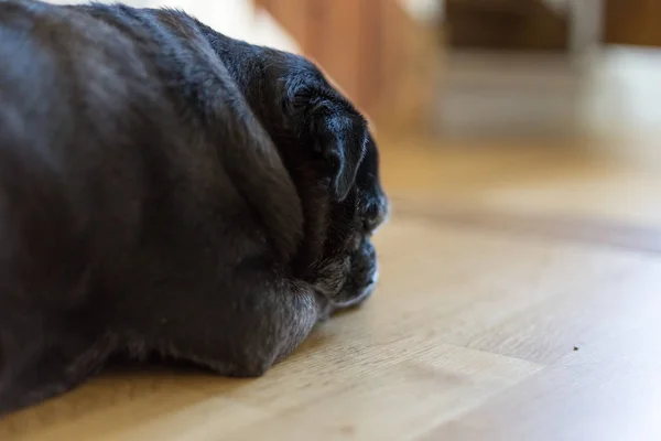 Pug Mops Named Adelheid Durmiendo Caluroso Día Agosto Sur Alemania — Foto de Stock