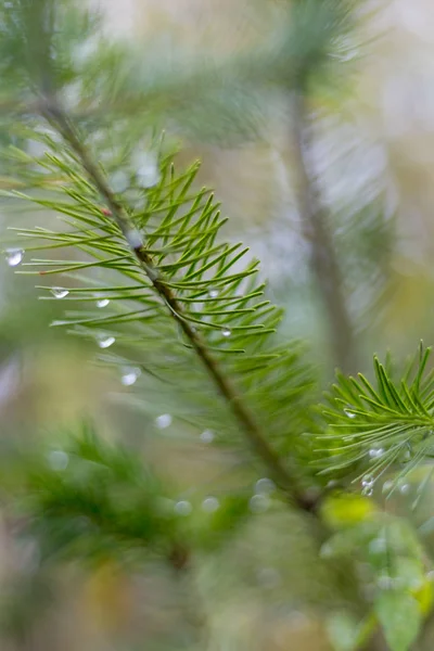 Ramo Pino Novembre Foresta Autunnale Come Opera Arte Astratta Con — Foto Stock