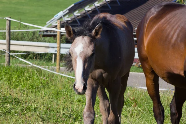 Mère Cheval Avec Son Poulain Sur Une Journée Été Août — Photo