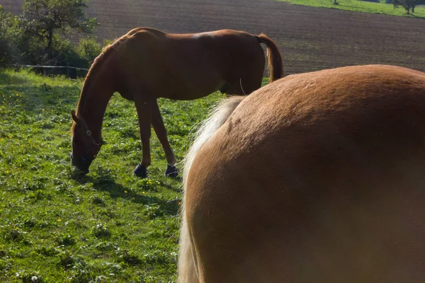 Chevaux Haflinger Sur Champ Vert Dans Sud Allemagne Beaucoup Septembre — Photo